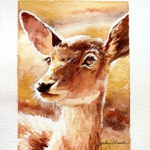 Fawn at Dawn
